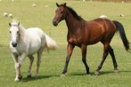 Horses in field