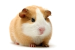 Guinea Pig