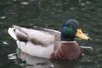 Duck Mallard