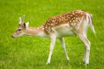 Fallow deer grazing