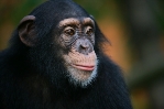 chimp 147 by 98