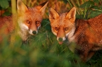 Foxes