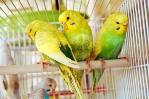 Budgerigar