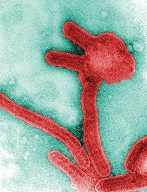 Marburg virus