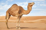 camel